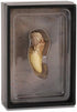 Collecta T-Rex Tooth Replica in Display Case