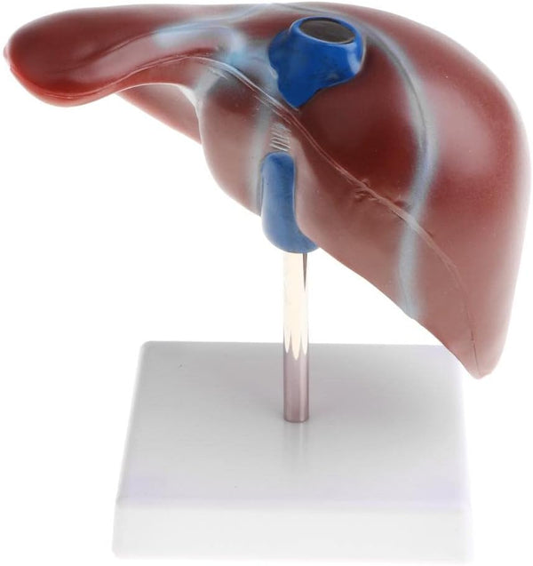 Luzhengyang 1:1 Human Liver Anatomical Model - Lifesize Teaching Display Kit for Science