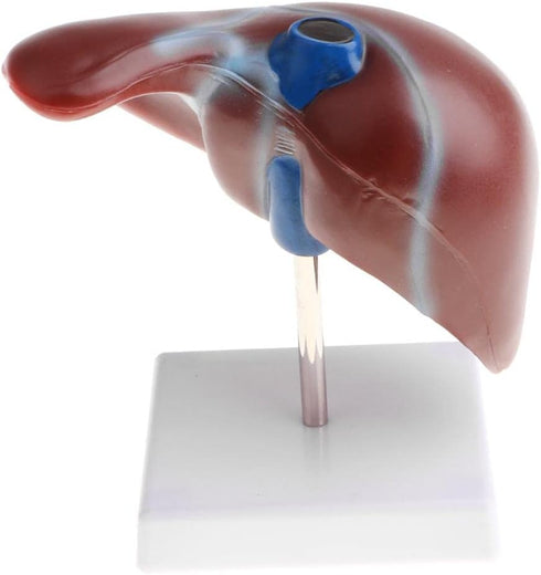 Luzhengyang 1:1 Human Liver Anatomical Model - Lifesize Teaching Display Kit for Science Biology Lab Supplies