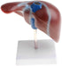 Luzhengyang 1:1 Human Liver Anatomical Model - Lifesize Teaching Display Kit for Science Biology Lab Supplies