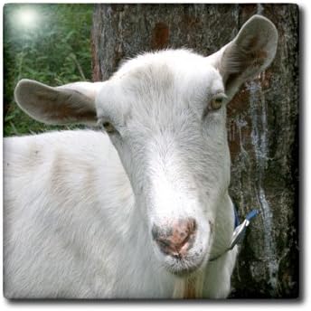 3dRose 6 Inch White saanen Dairy Goat doe tilt Head Photograph Ceramic Tile