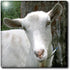 3dRose 12 Inch White saanen Dairy Goat doe tilt Head Photograph Ceramic Tile