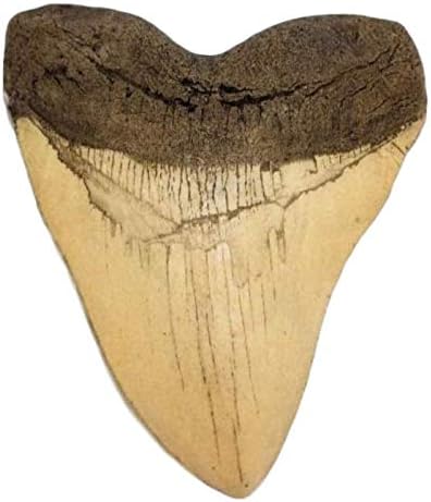 Dinosaur Tooth Replicas - Megalodon & T-Rex Collection