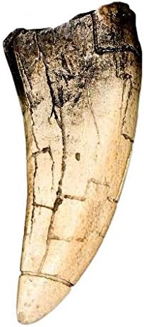 Dinosaur Tooth Replicas - Megalodon & T-Rex Collection