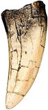 Dinosaur Tooth Replicas - Megalodon & T-Rex Collection