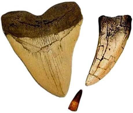 DINOSAURS ROCK Megalodon and Tyrannosaurus Rex - T-Rex Tooth Replicas Plus Genuine