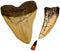 DINOSAURS ROCK Megalodon and Tyrannosaurus Rex - T-Rex Tooth Replicas Plus Genuine