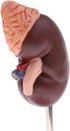 Luzhengyang 1:1 Human Anatomical Kidney Model Lifesize with Stand for Scientific Study | Anatomical Body Model