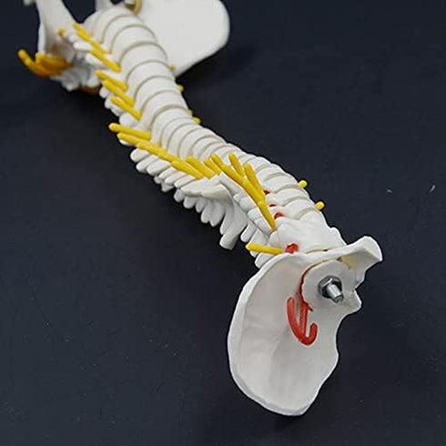Beuiouer 45CM Human Spine with Pelvic Model Human Anatomical Anatomy Spine Model Spinal Column Model+Stand Fexible