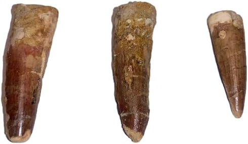 1.5" DINOSAURS ROCK Genuine Spinosaurus Dinosaur Fossil Tooth
