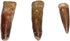 1.5" DINOSAURS ROCK Genuine Spinosaurus Dinosaur Fossil Tooth