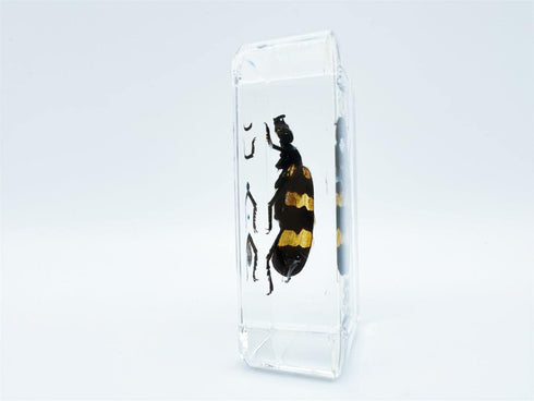 BETENSH 2.4*1.4*0.7 (No.40) Assorted Styles of Beetle and Insect Specimens, Clear Amber Resin Material Ideal for Kids'