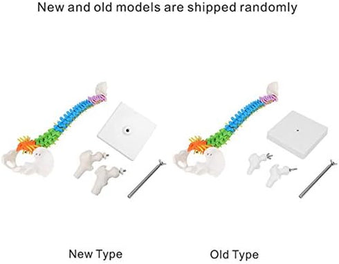45cm/17.7in Human Spine Model Colored Flexible Scientific Anatomical Human Skeleton Spine Model Anatomy Model Including