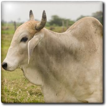 3dRose SA07 VEN0018 12 Inch Ecuador, Salitre, Dairy Farm Animal, Zebu - - Victor Englebert Ceramic Tile