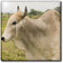3dRose SA07 VEN0018 6 Inch Ecuador, Salitre, Dairy Farm Animal, Zebu - - Victor Englebert Ceramic Tile