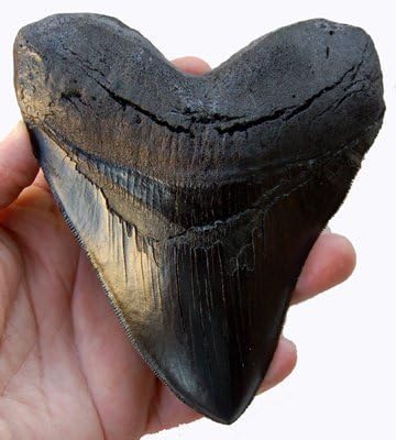TYMXGHF Prehistoric Planet Store 5.5 Inch Megalodon (Carcharodon megalodon) tooth, Black with Serrations