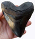 TYMXGHF Prehistoric Planet Store 5.5 Inch Megalodon (Carcharodon megalodon) tooth, Black with Serrations