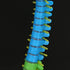 45cm/17.7in Human Spine Model Colored Flexible Scientific Anatomical Human Skeleton Spine Model Anatomy Model Including