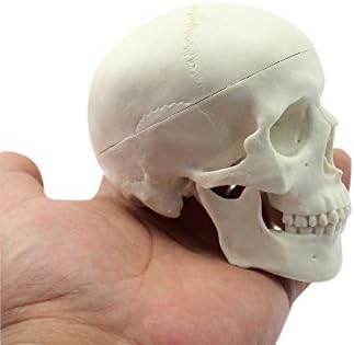 Ocean-Aquarius Mini Human Medical Anatomical Head Bone Skull Model, Educational Mini Model