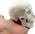 Ocean-Aquarius Mini Human Medical Anatomical Head Bone Skull Model, Educational Mini Model
