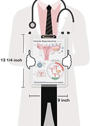 Blue Tree Publishing Female Reproductive Anatomy Educational Clipboard