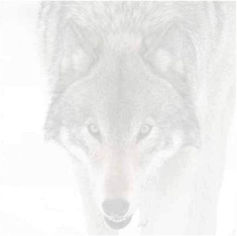 Wolf Face Sticky Notes - Set of 3 - Wildlife Animal Theme Design - Stationery Gift - Paper Memo Pad - Office Business School Supplies