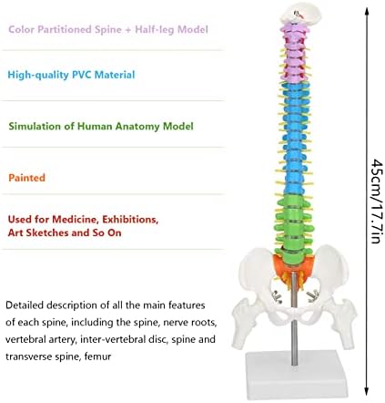 45cm/17.7in Human Spine Model Colored Flexible Scientific Anatomical Human Skeleton Spine Model Anatomy Model Including