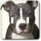 3dRose lsp_4240_2 American Pit Bull Terrier Puppy Double Toggle Switch