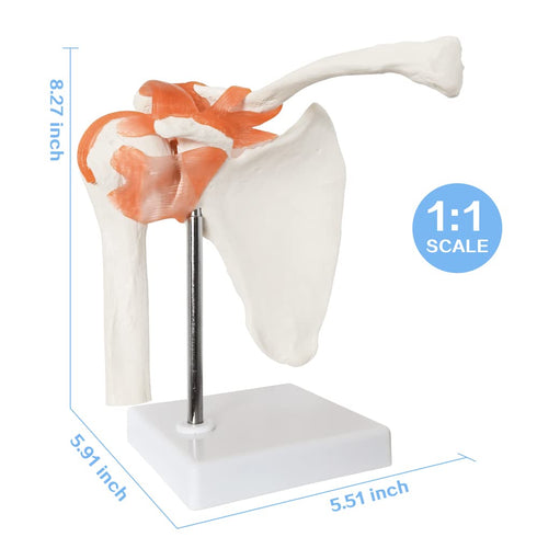 Anatomical Shoulder Joint Model, Medical Anatomy Skeleton, Human Body Ligament Replica for Doctors Office Educational