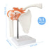 Anatomical Shoulder Joint Model, Medical Anatomy Skeleton, Human Body Ligament Replica for Doctors Office Educational