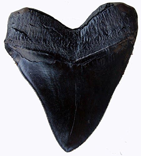 TYMXGHF 5.5 Inch #126 Prehistoric Planet Store Megalodon (Carcharodon megalodon) tooth, Black with Serrations (Replica)