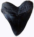 TYMXGHF 5.5 Inch #126 Prehistoric Planet Store Megalodon (Carcharodon megalodon) tooth, Black with Serrations (Replica)