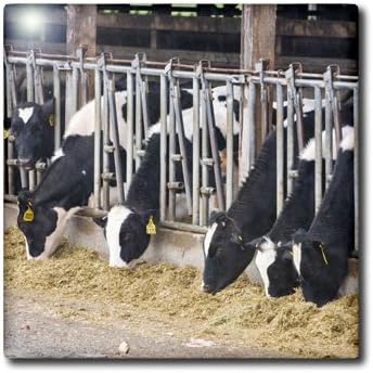 3dRose US48 TDR0743 6 Inch WA, Ebeys Landing Reserve, Whidbey Island Dairy Cows - - Trish Drury Ceramic Tile