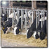 3dRose US48 TDR0743 12 Inch WA, Ebeys Landing Reserve, Whidbey Island Dairy Cows - - Trish Drury Ceramic Tile