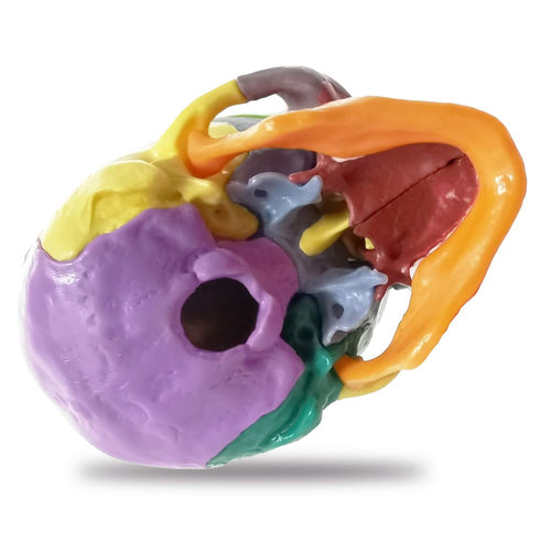15-Parts HADWYN Puzzle Anatomy Skull Model,Colorful Medical Brain Model,Human Anatomy Exploded Skull Detachable Medical