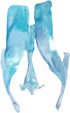 EVOTECH SCIENTIFIC Human Brain Ventricles Model for Medical Anatomy Teaching Learning, Students Learning Education