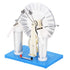 YWBL-WH Science Education Static Machine Physics Experiment Electrostatic Induction Electricity Generator