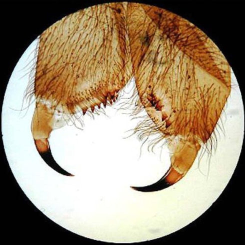 AmScope PS25 Prepared Microscope Slide Set, 25 Slides with Fitted Wooden Case, Brown