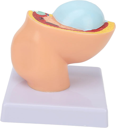 Pregnant Woman Anatomical Pelvis Model Human Female Pelvic Section Pregnancy Anatomical Model Nine Months Baby Fetus