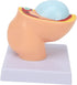 Pregnant Woman Anatomical Pelvis Model Human Female Pelvic Section Pregnancy Anatomical Model Nine Months Baby Fetus