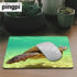 pingpi Custom Mouse Pad, Lord Howe Island Sea Turtle Design, 9.5 X 7.9 Inch
