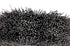 1 Pack Wire Wheel 2 Inch Stainless Steel Brush 0.012" Wire for Die Grinder Rotary Tool Drill Attachment