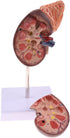 Luzhengyang 1:1 Human Anatomical Kidney Model Lifesize with Stand for Scientific Study | Anatomical Body Model