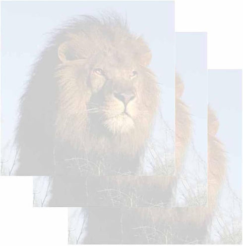 Lion Face Sticky Notes: Set of 3, Wildlife Animal Theme Design, Paper Memo Pad for Office and School Supplies