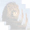 Lion Face Sticky Notes: Set of 3, Wildlife Animal Theme Design, Paper Memo Pad for Office and School Supplies