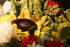 Lac et Soleil Flower Postcard Photo by MIRO Sunflowers and Flowers (Bouquets) Postcards 3 Postcards