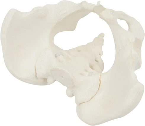 1:2 Pelvis Model - Flexible Female Pelvis Anatomy Model Human Skeleton Model Mini Hip Bone Pelvic Anatomical Model