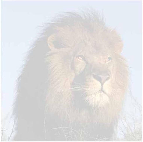 Lion Face Sticky Notes - Set of 3 - Wildlife Animal Theme Design - Stationery Gift - Paper Memo Pad - Office and School Supplies