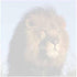 Lion Face Sticky Notes - Set of 3 - Wildlife Animal Theme Design - Stationery Gift - Paper Memo Pad - Office and School Supplies