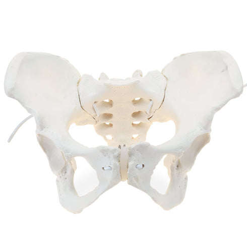 LYOU Life-Size Flexible Female Pelvis Model for Science Education, Obstetrics, Gynecology &